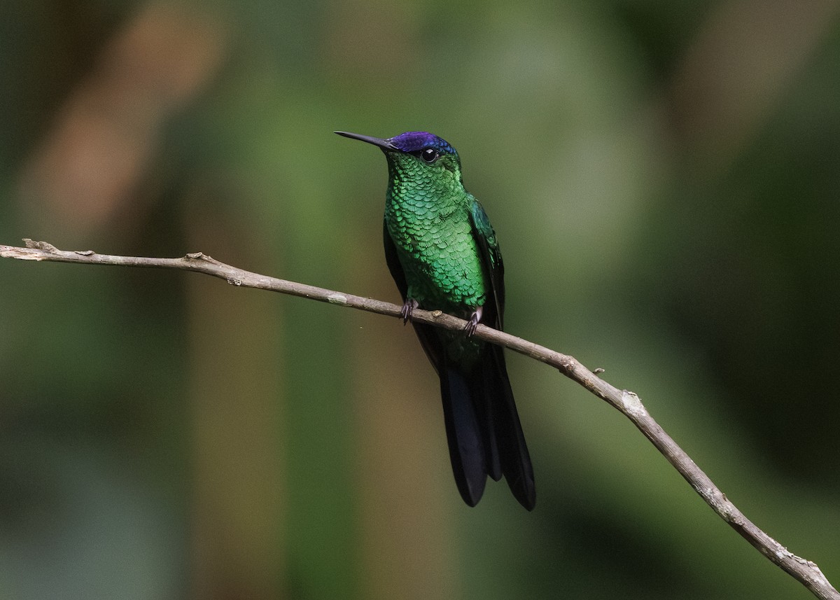 Violet-capped Woodnymph - ML647311647