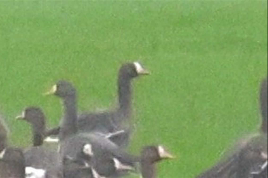 Гуска мала - ML647311649