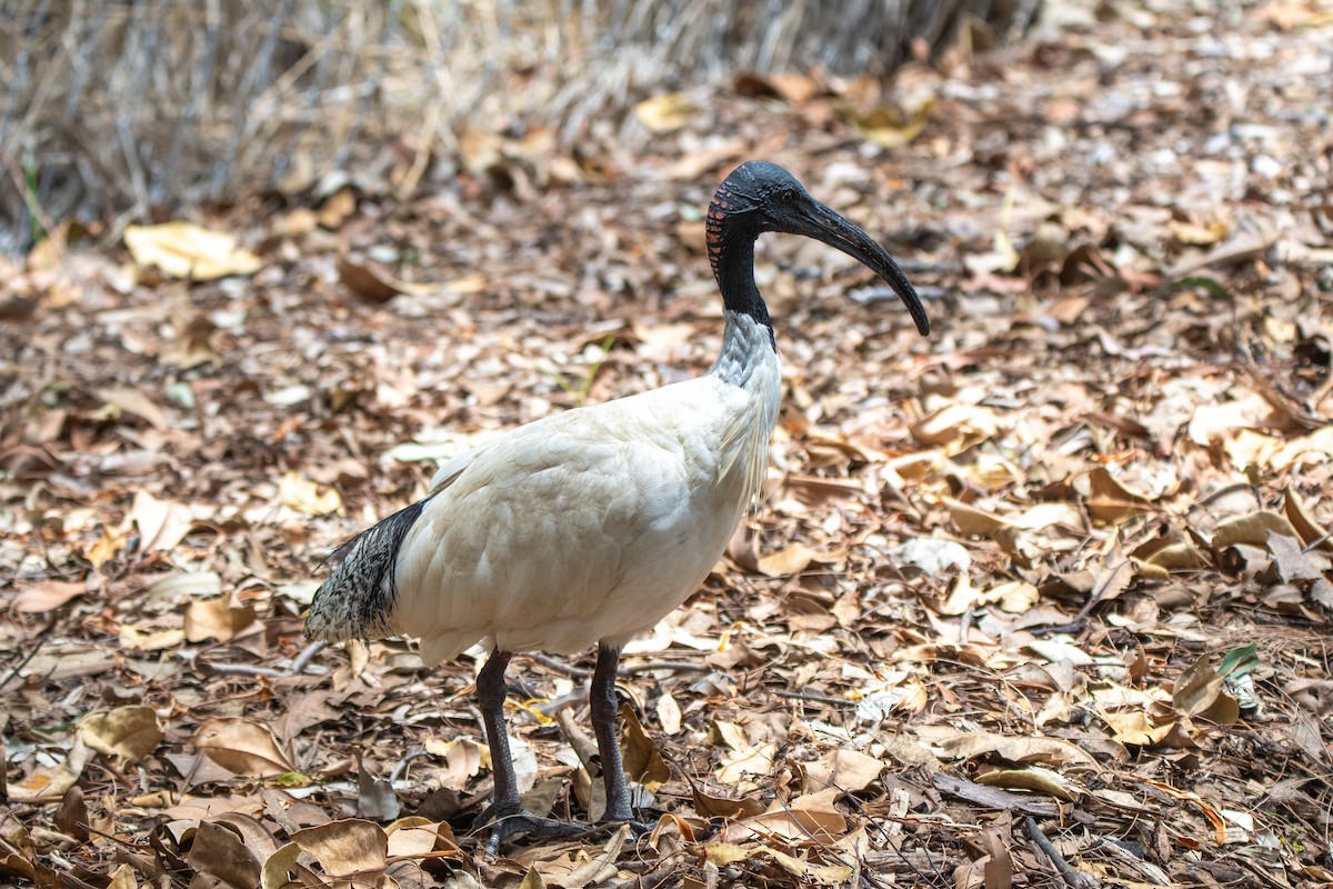 Australian Ibis - ML647311651