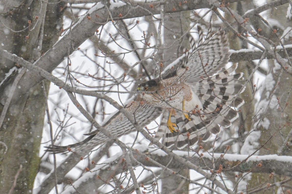 Cooper's Hawk - ML647311655
