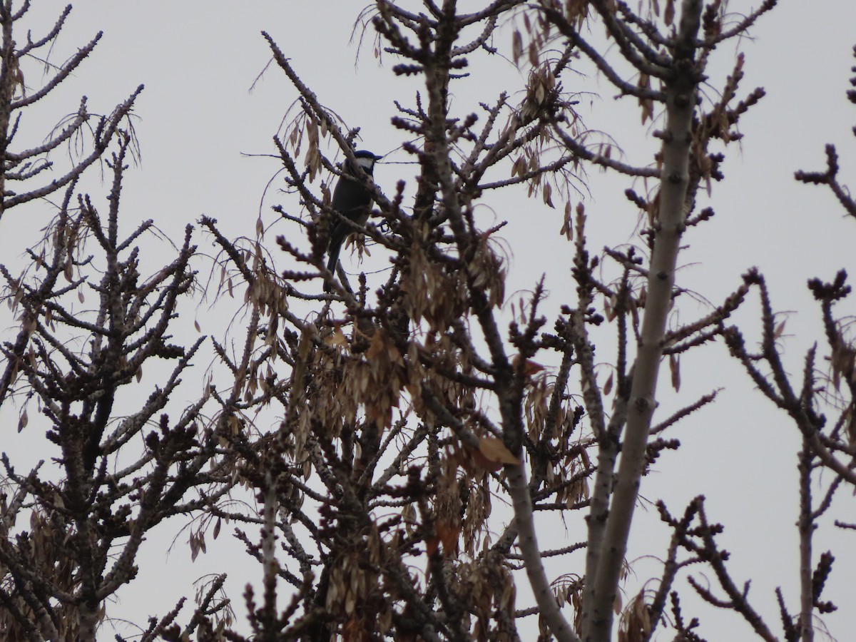 Great Tit - ML647311657