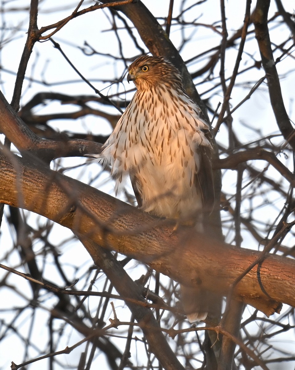 Cooper's Hawk - ML647311660
