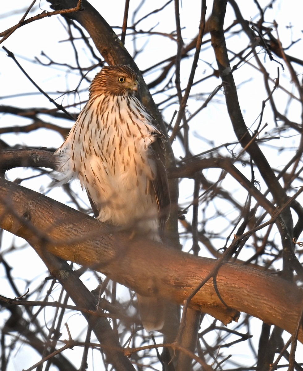 Cooper's Hawk - ML647311662