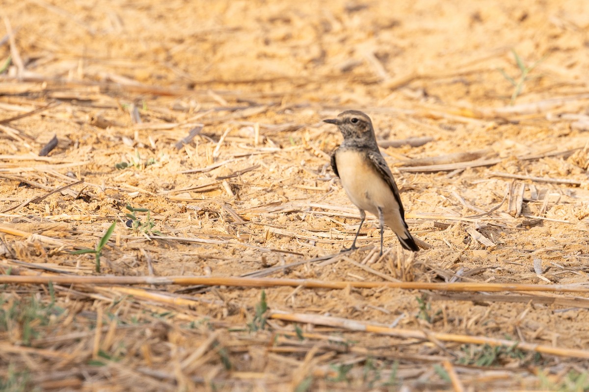 Мяраан чогчиго - ML647311663