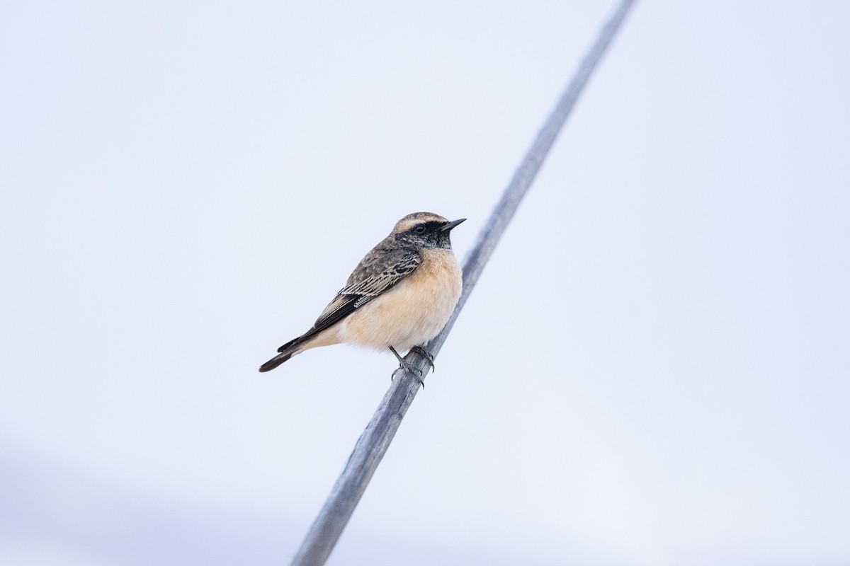 Мяраан чогчиго - ML647311665