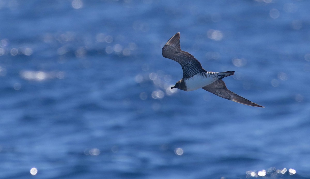 Long-tailed Jaeger - ML647311684