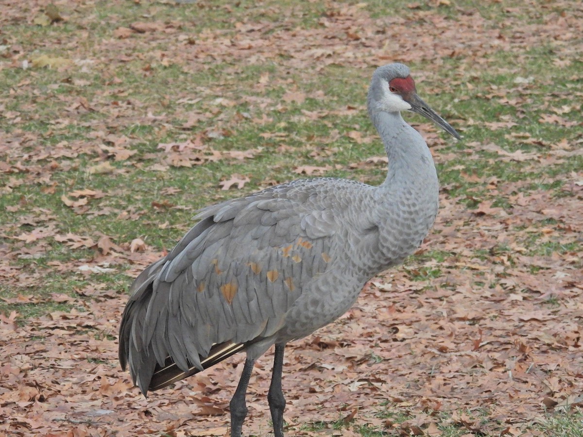 Журавель канадський - ML647311686