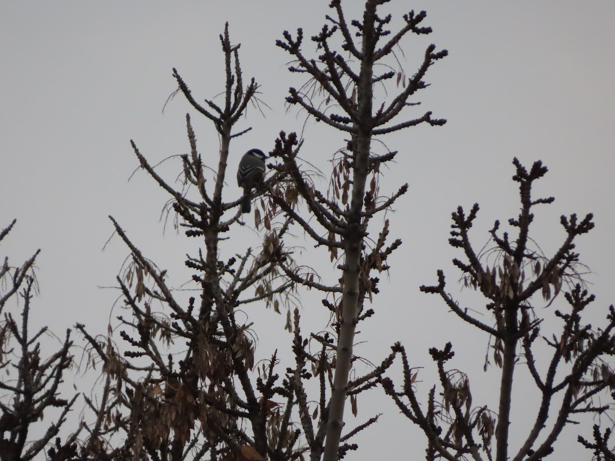 Great Tit - ML647311697