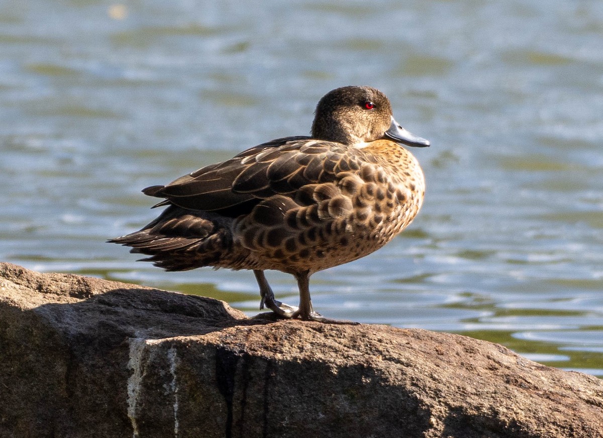 Sarcelle australasienne - ML647311701