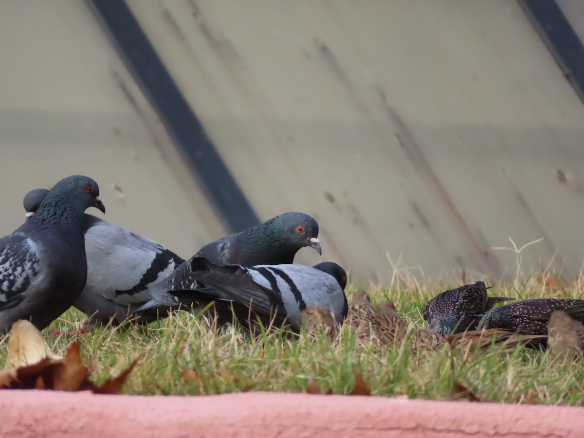 European Starling - ML647311719