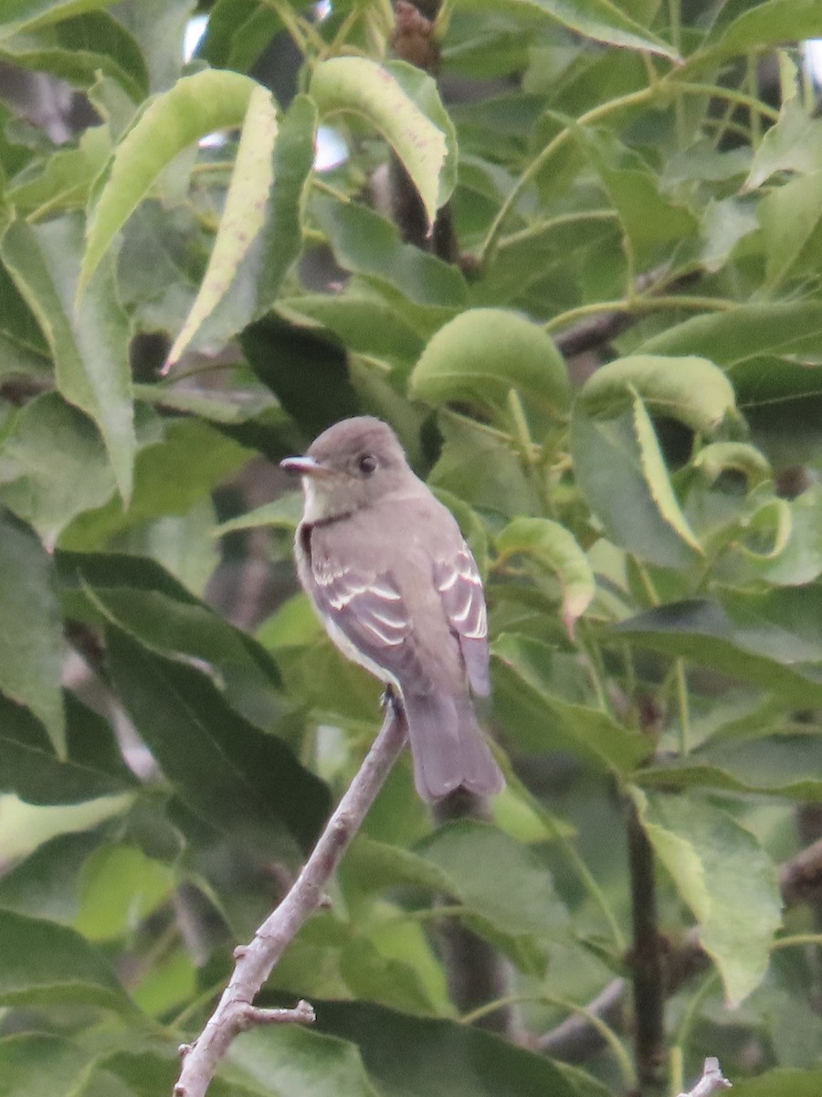 Pioui de l'Ouest - ML647311727