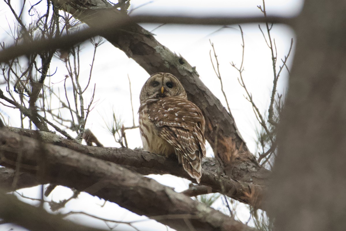 Barred Owl - ML647311752