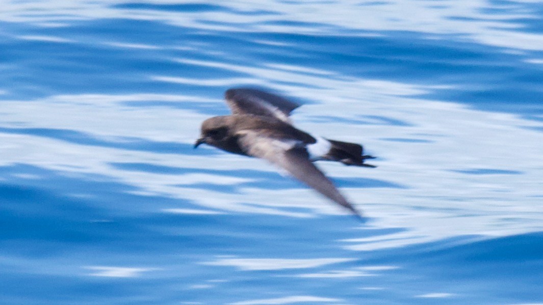 Elliot's Storm-Petrel - ML647311754