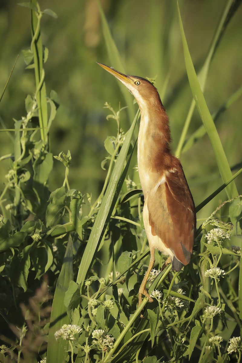 Least Bittern - ML647311763