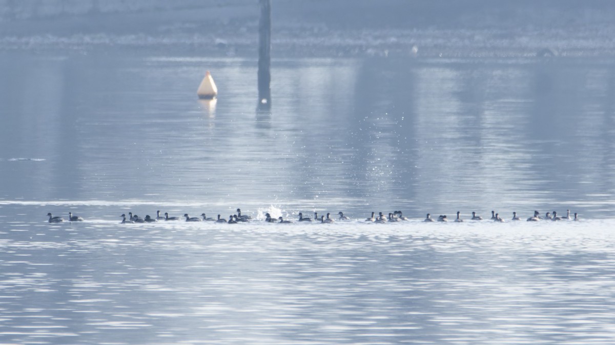 Eared Grebe - ML647311776
