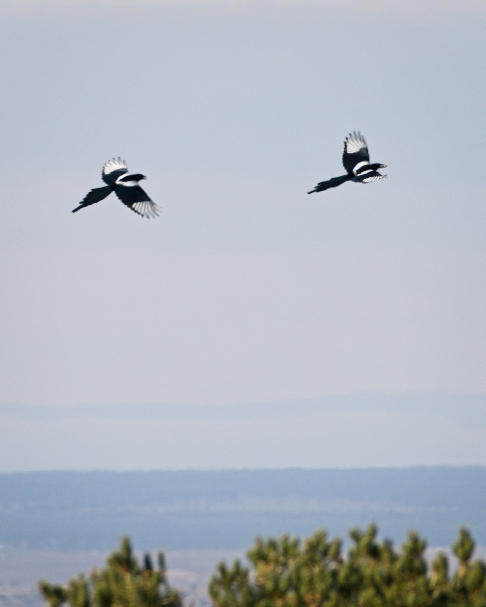eBird Checklist - 30 Nov 2025 - 635 Don Nicolas Road, Taos, New Mexico ...