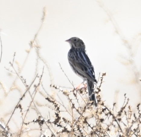 Chingolo de Baird - ML647311787