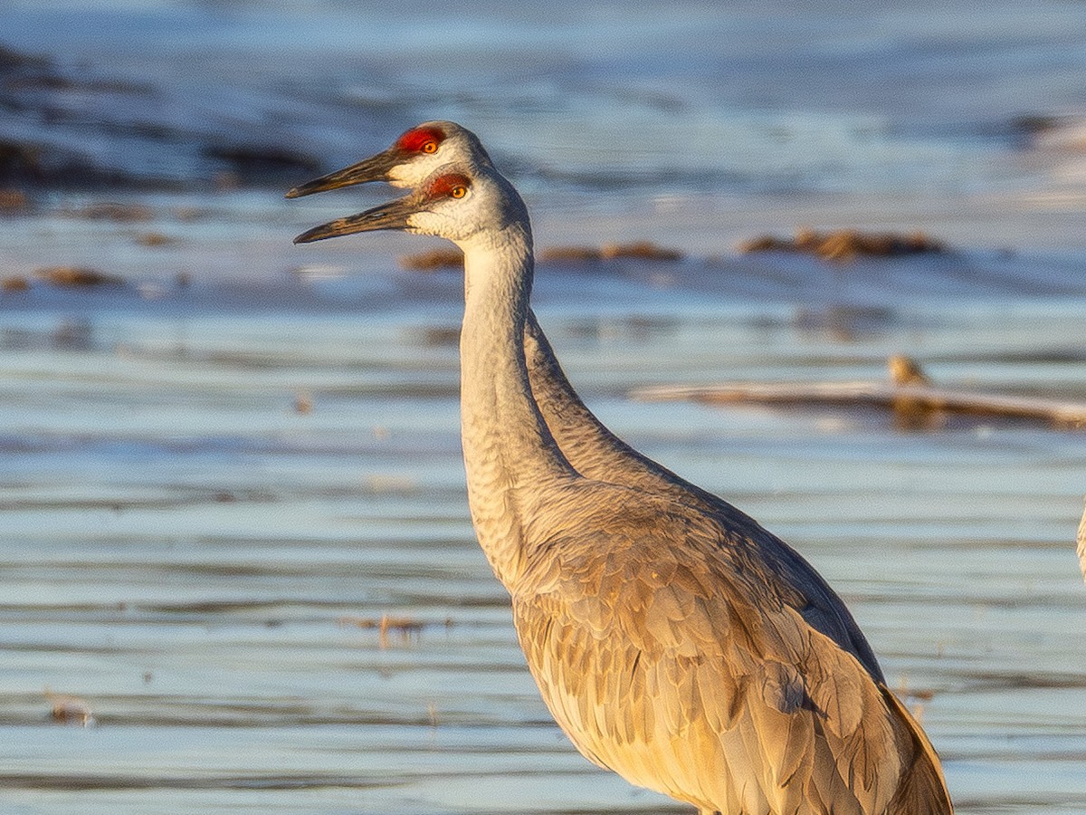 Журавель канадський - ML647311790