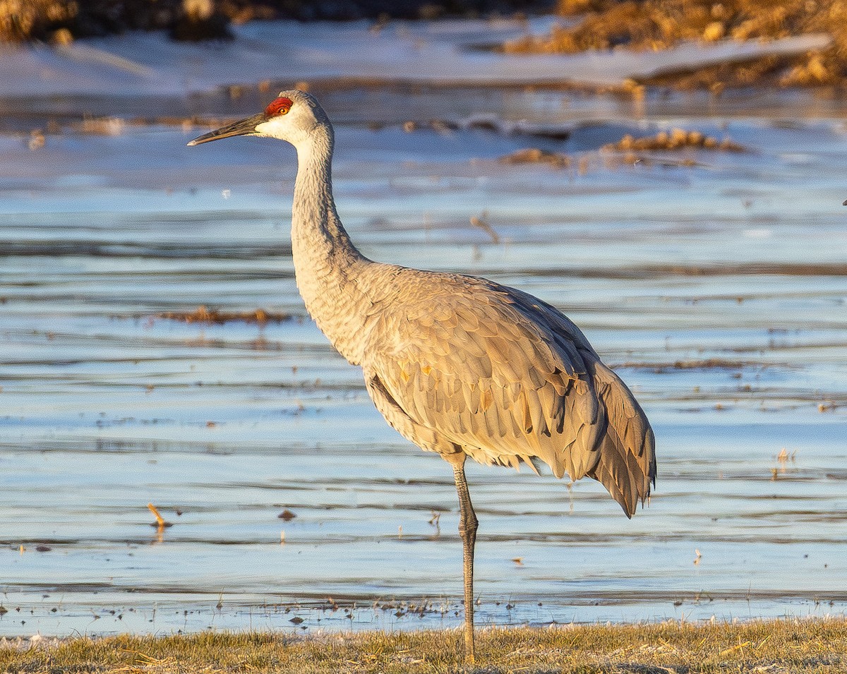 Журавель канадський - ML647311791
