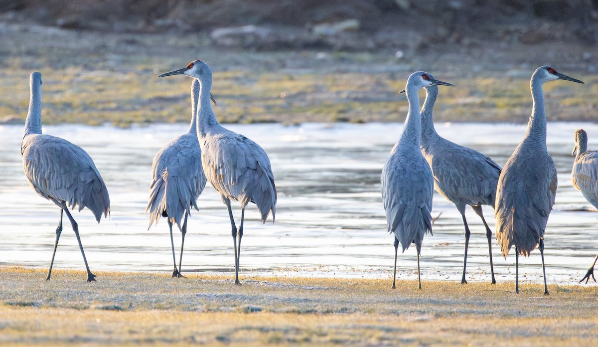 Журавель канадський - ML647311793