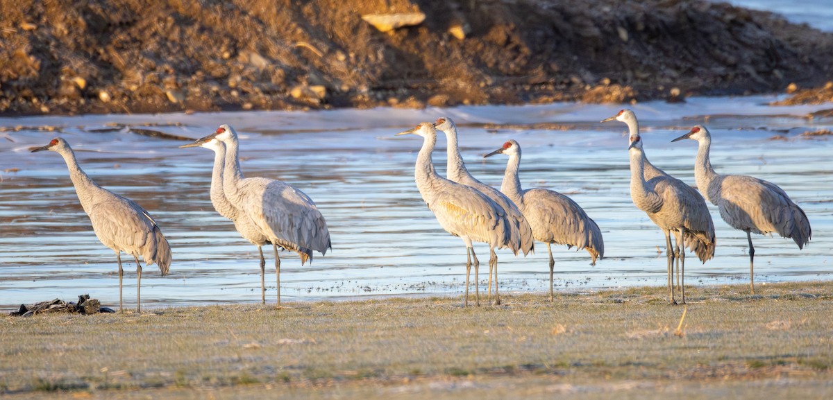 Журавель канадський - ML647311794