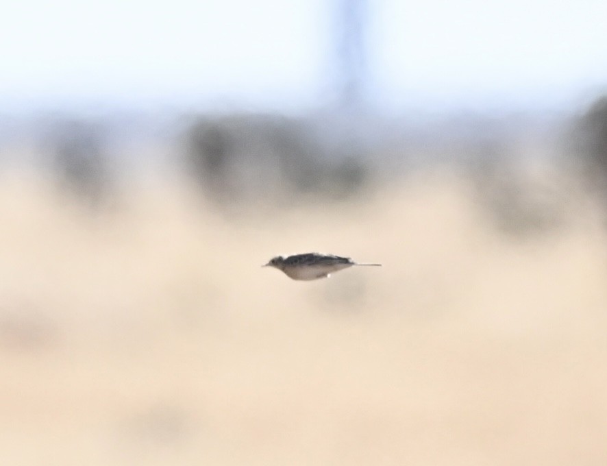 Bisbita Llanero - ML647311797