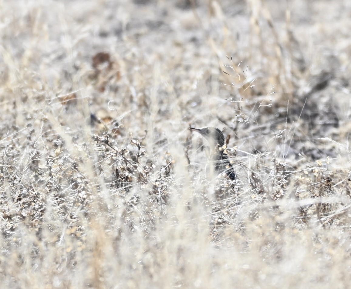 Bisbita Llanero - ML647311798