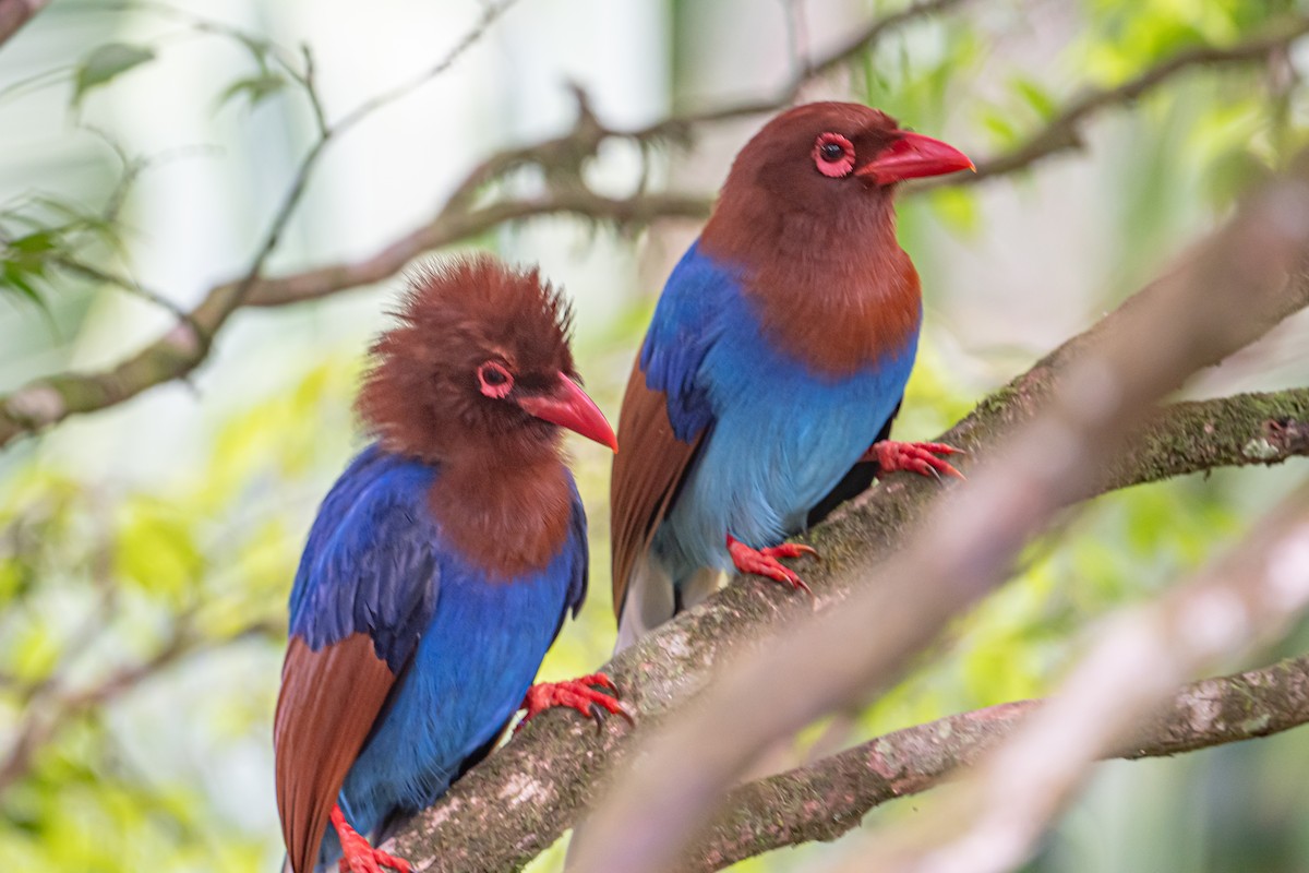Sri Lanka Blue-Magpie - ML647311802