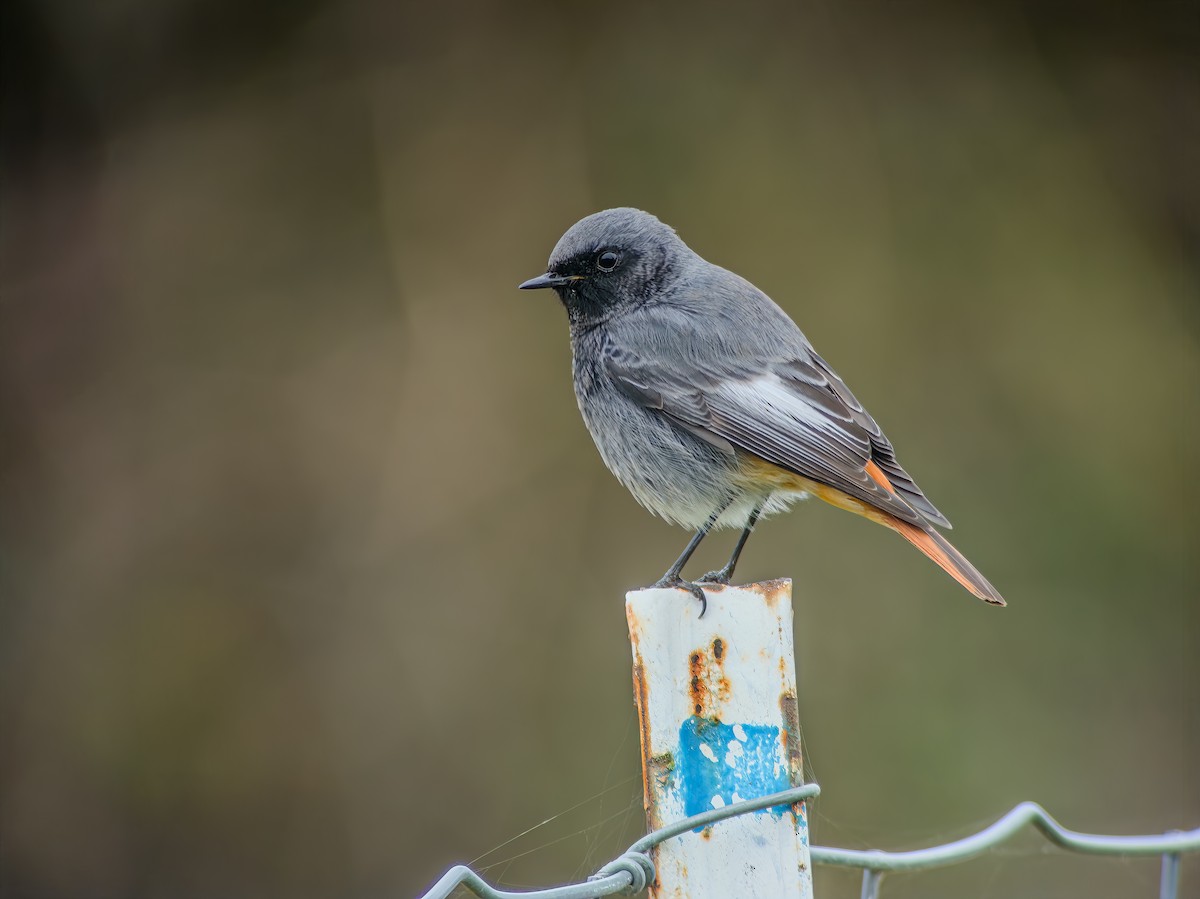 Black Redstart - ML647311818