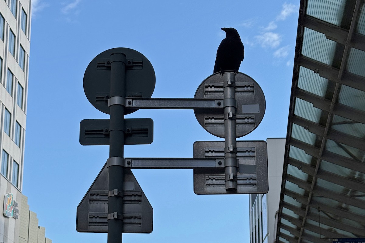 Carrion Crow - ML647311823