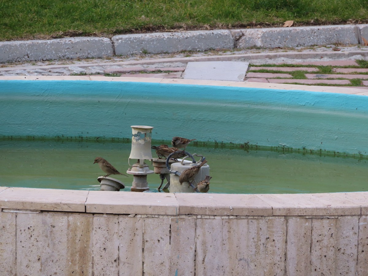 House Sparrow - ML647311840