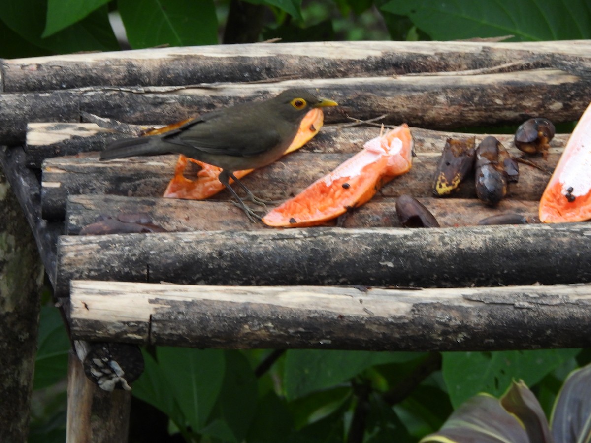 Spectacled Thrush - ML647311843