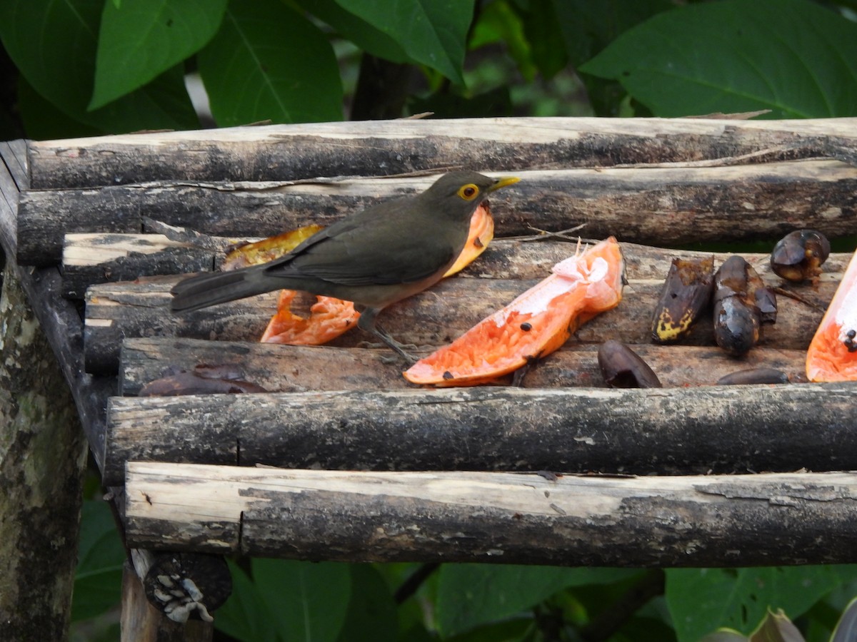 Spectacled Thrush - ML647311867