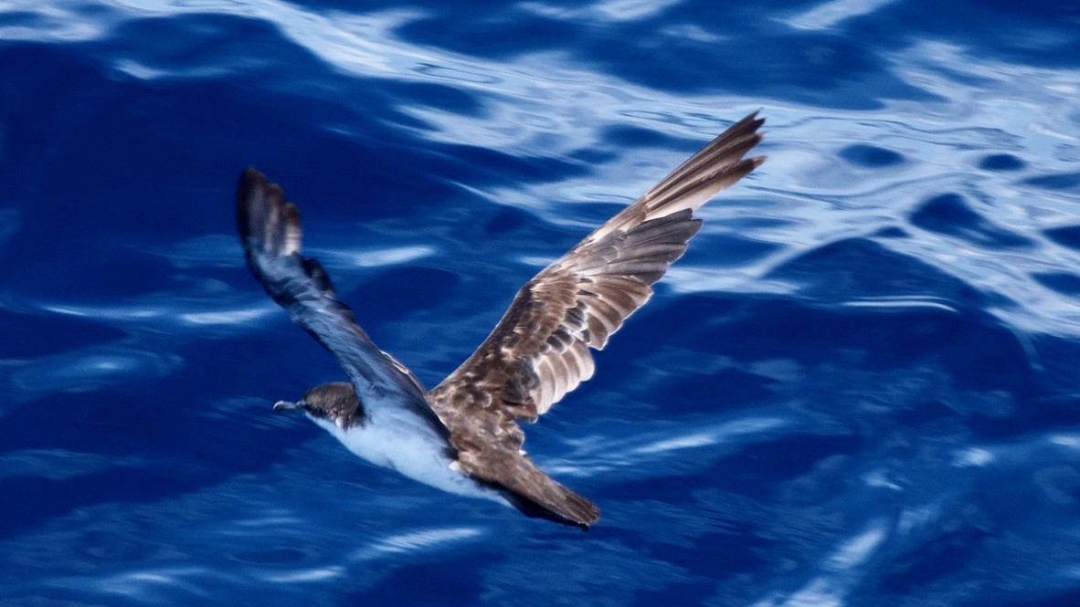 Puffin des Galapagos - ML647311869