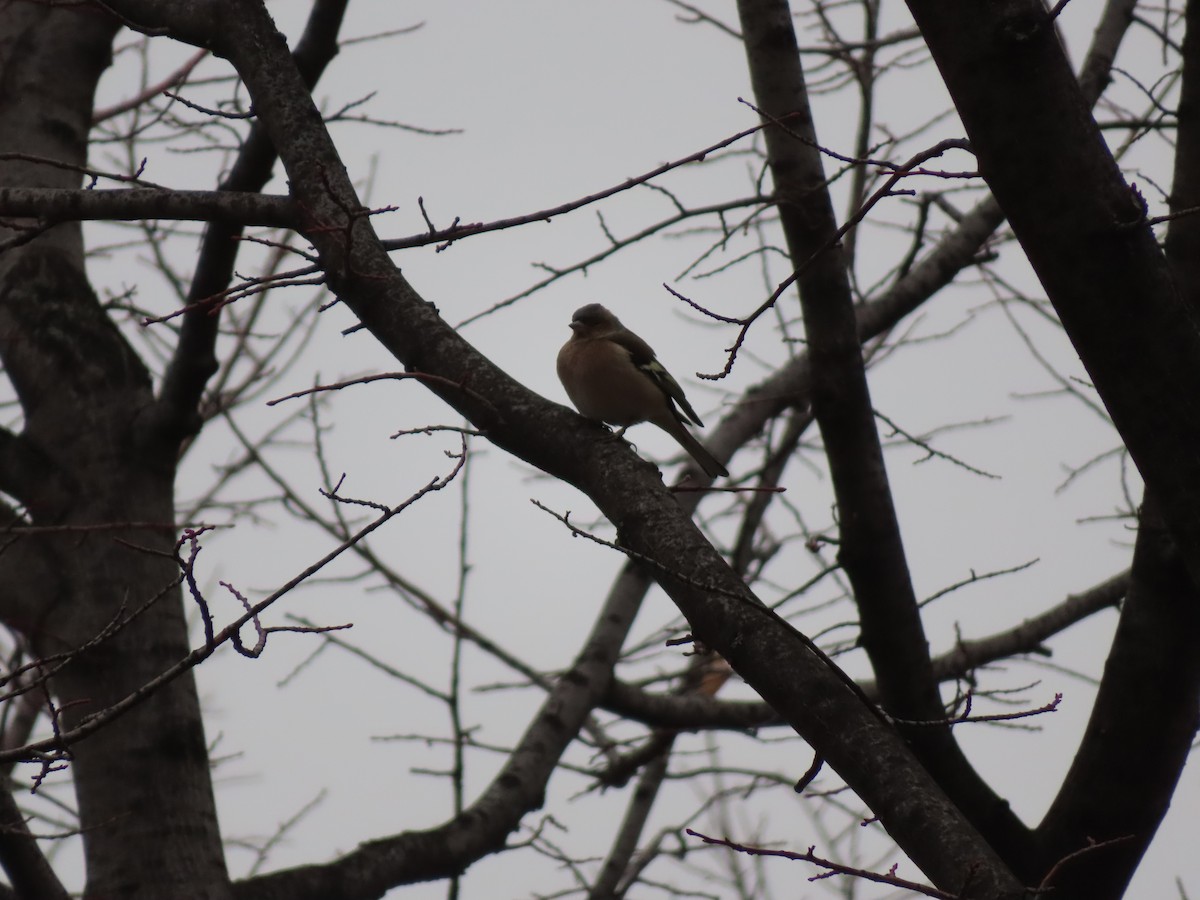 Common Chaffinch - ML647311879