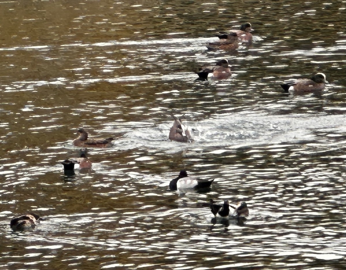American Wigeon - ML647311882