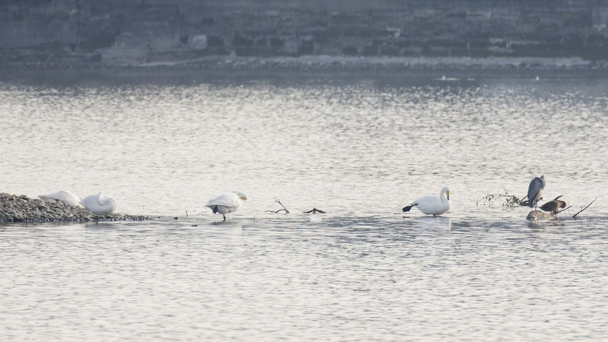 Whooper Swan - ML647311883