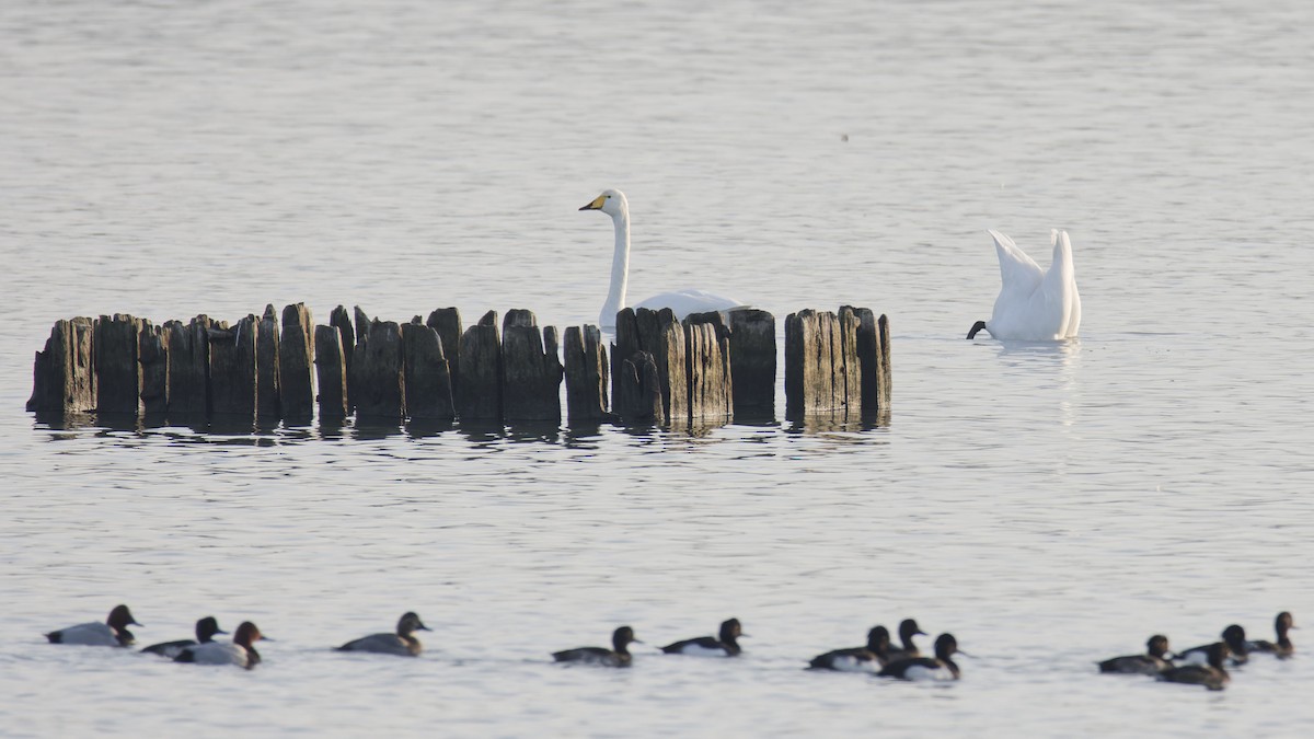 Whooper Swan - ML647311888