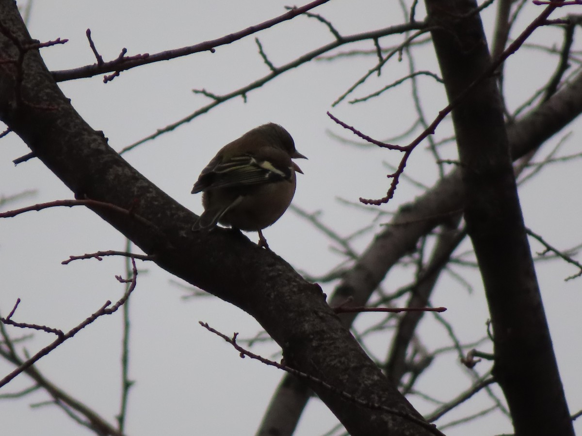 Common Chaffinch - ML647311889