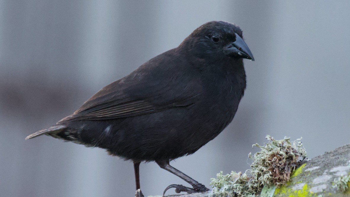 Kaktusgrundfink - ML647311912