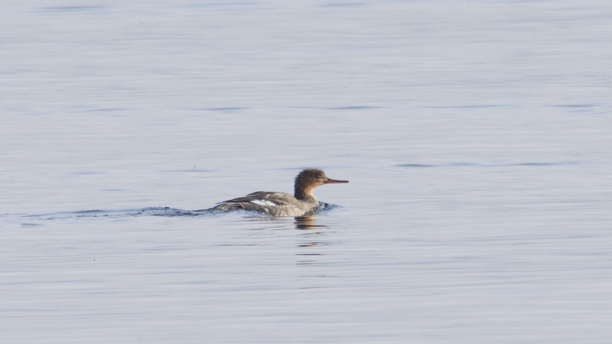 Red-breasted Merganser - ML647311916