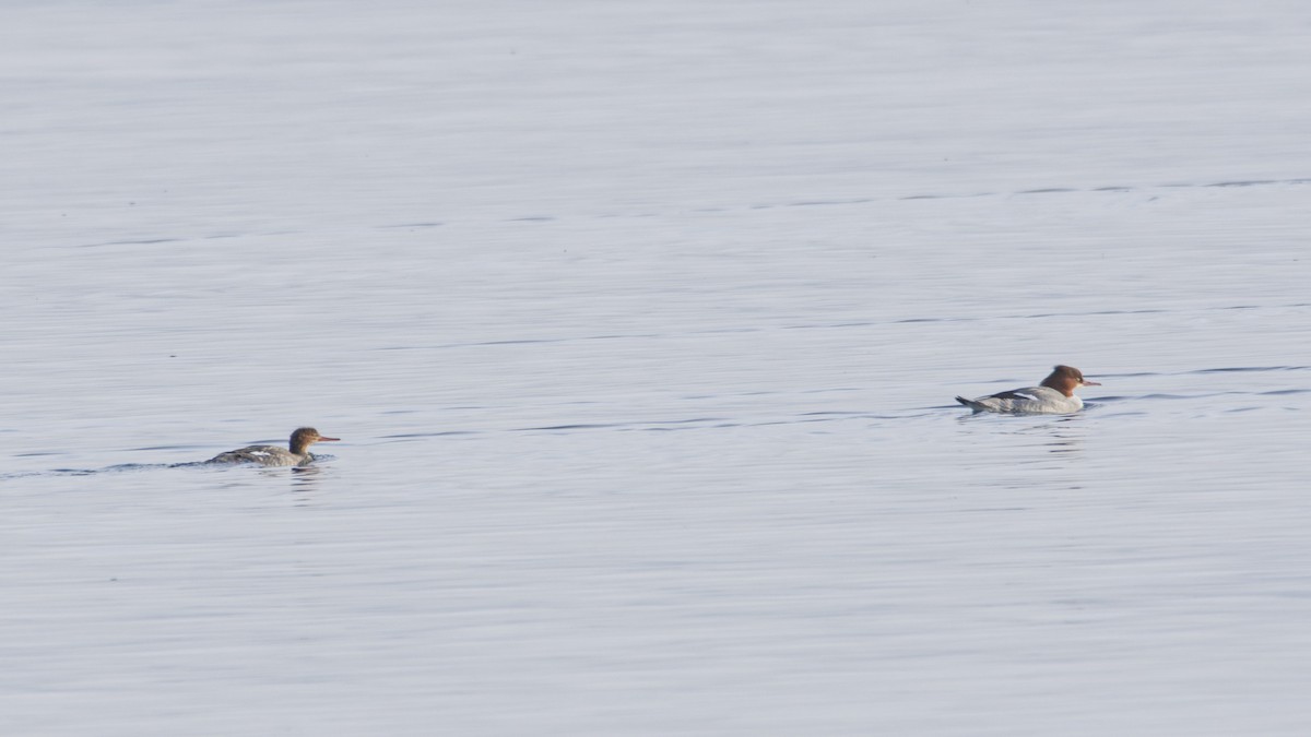Red-breasted Merganser - ML647311918
