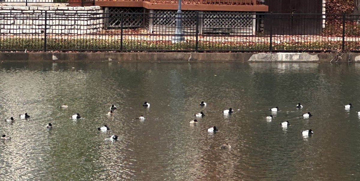 Lesser Scaup - ML647311924