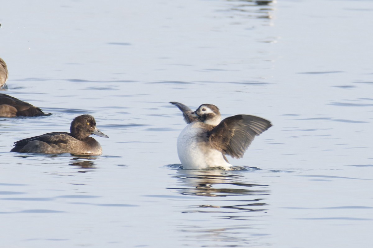 Long-tailed Duck - ML647311928