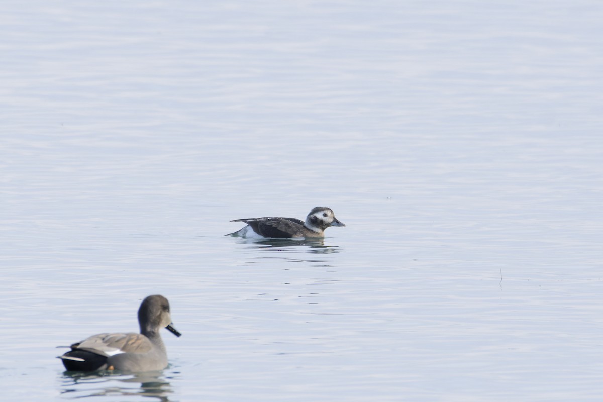 Long-tailed Duck - ML647311929