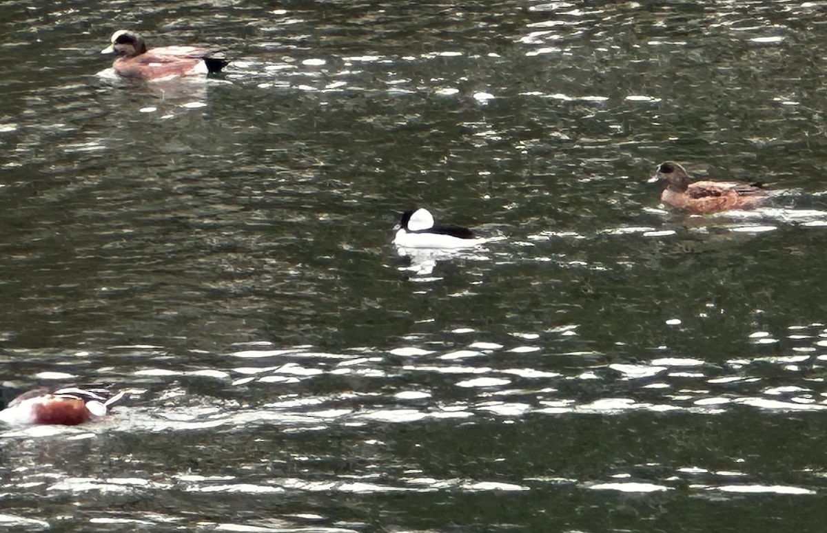 Bufflehead - ML647311931