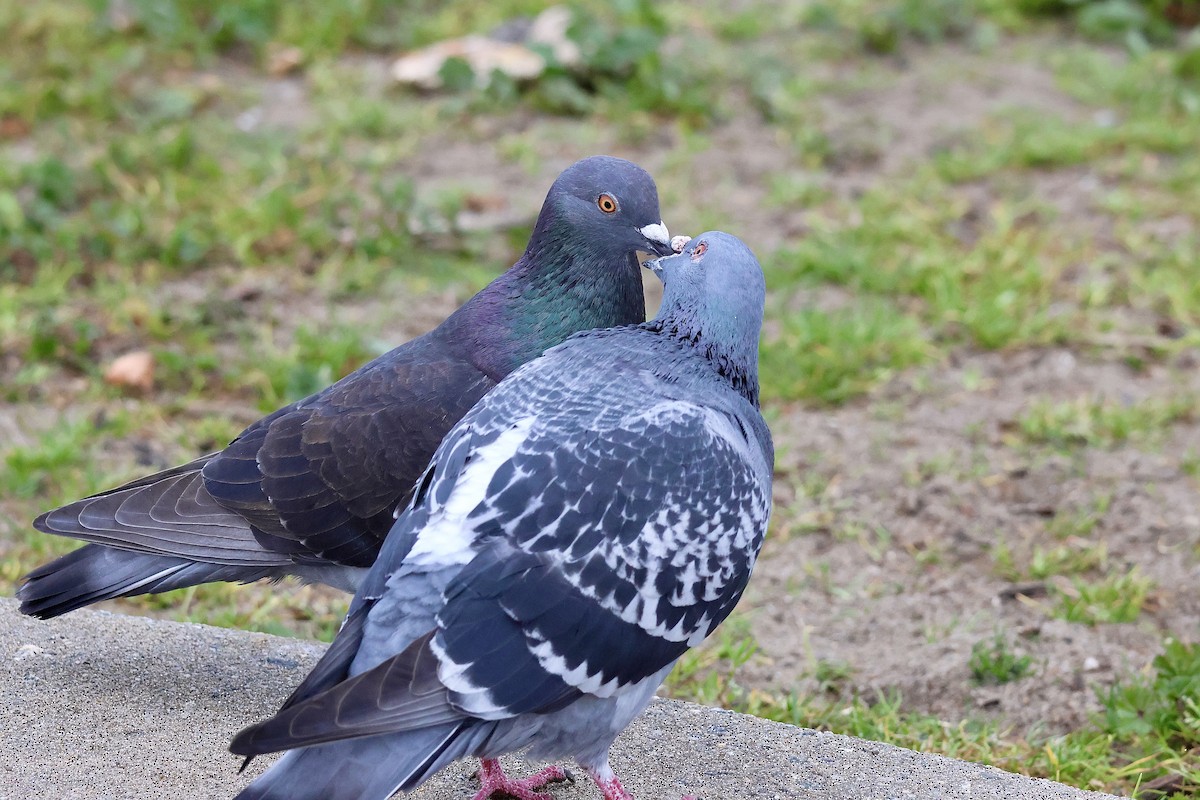 Rock Pigeon (Feral Pigeon) - ML647311935