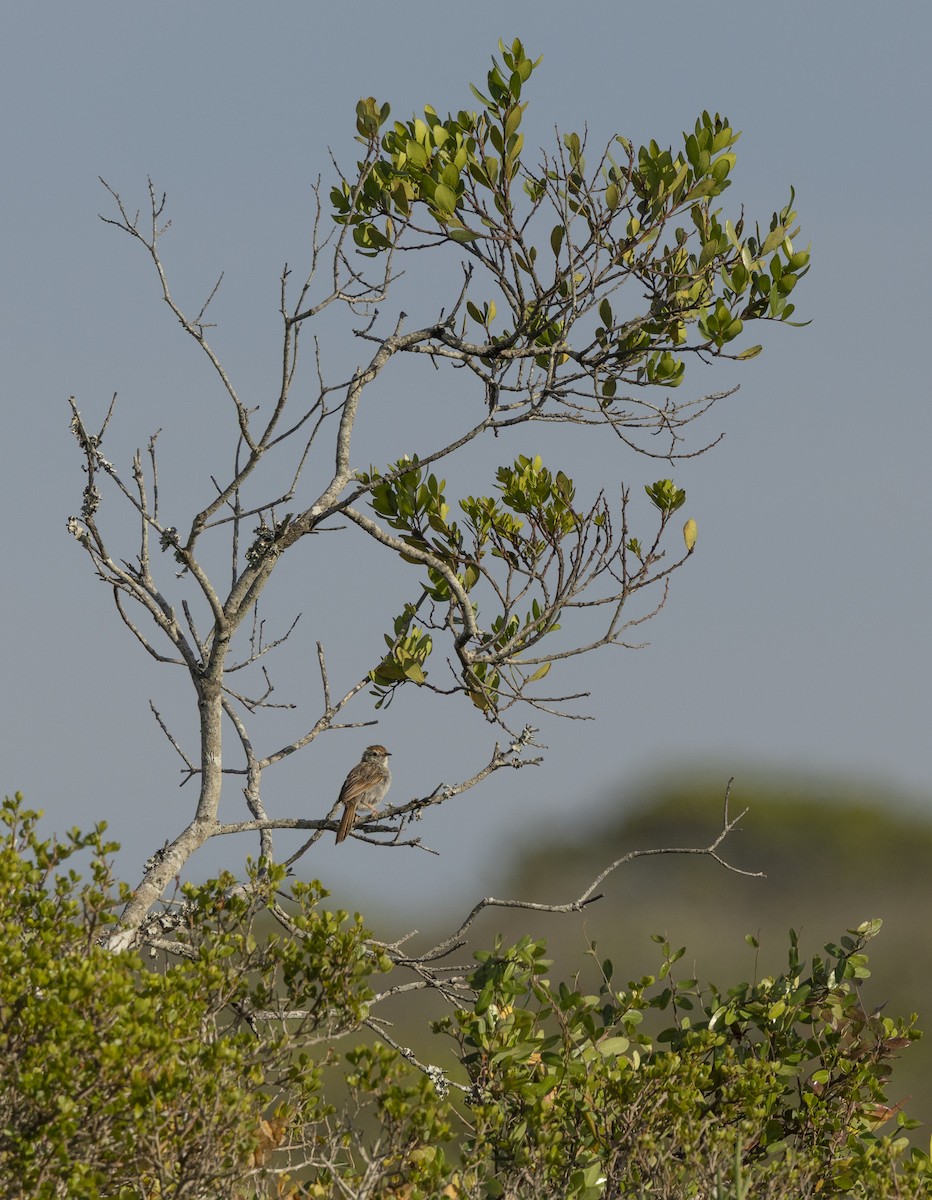 Gray-backed Cisticola (Red-headed) - ML647311940