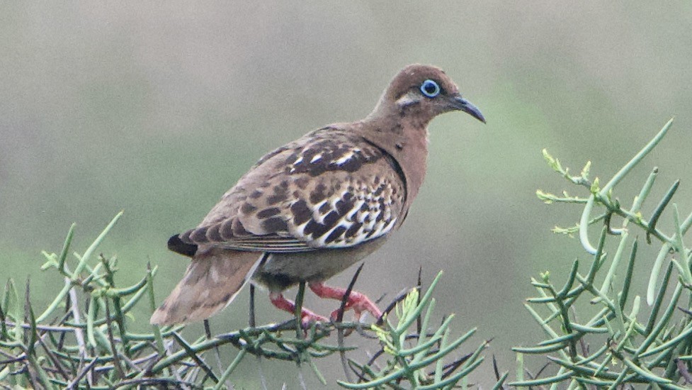 Зенаїда галапагоська - ML647311941