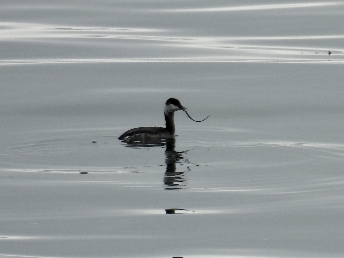 角鸊鷉 - ML647311952